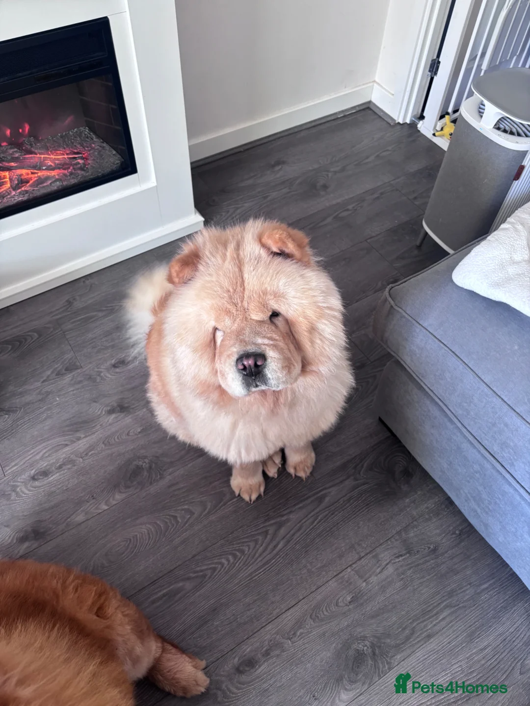 Chow Chow dogs for sale: Cream Female Chow Chow - Advert 2