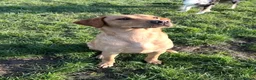 Goldador dogs for sale: 4-Year-Old Friendly Family Dog in Chorley - Advert 6