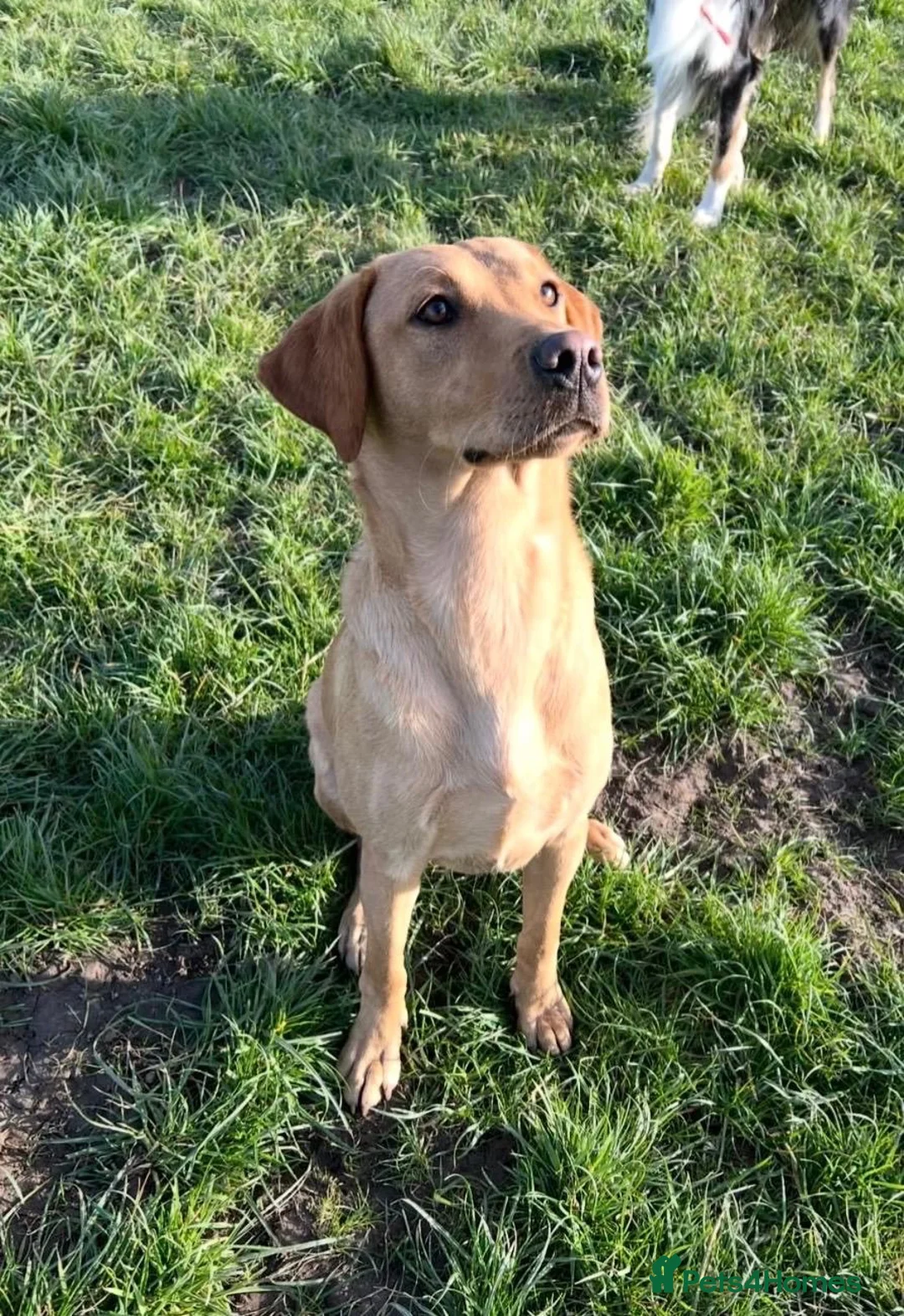 Goldador dogs for sale: 4-Year-Old Friendly Family Dog in Chorley - Advert 6