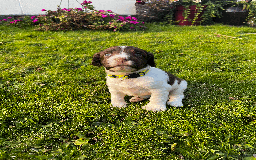 Sprocker dogs for sale: Sprocker Puppies - Image 19