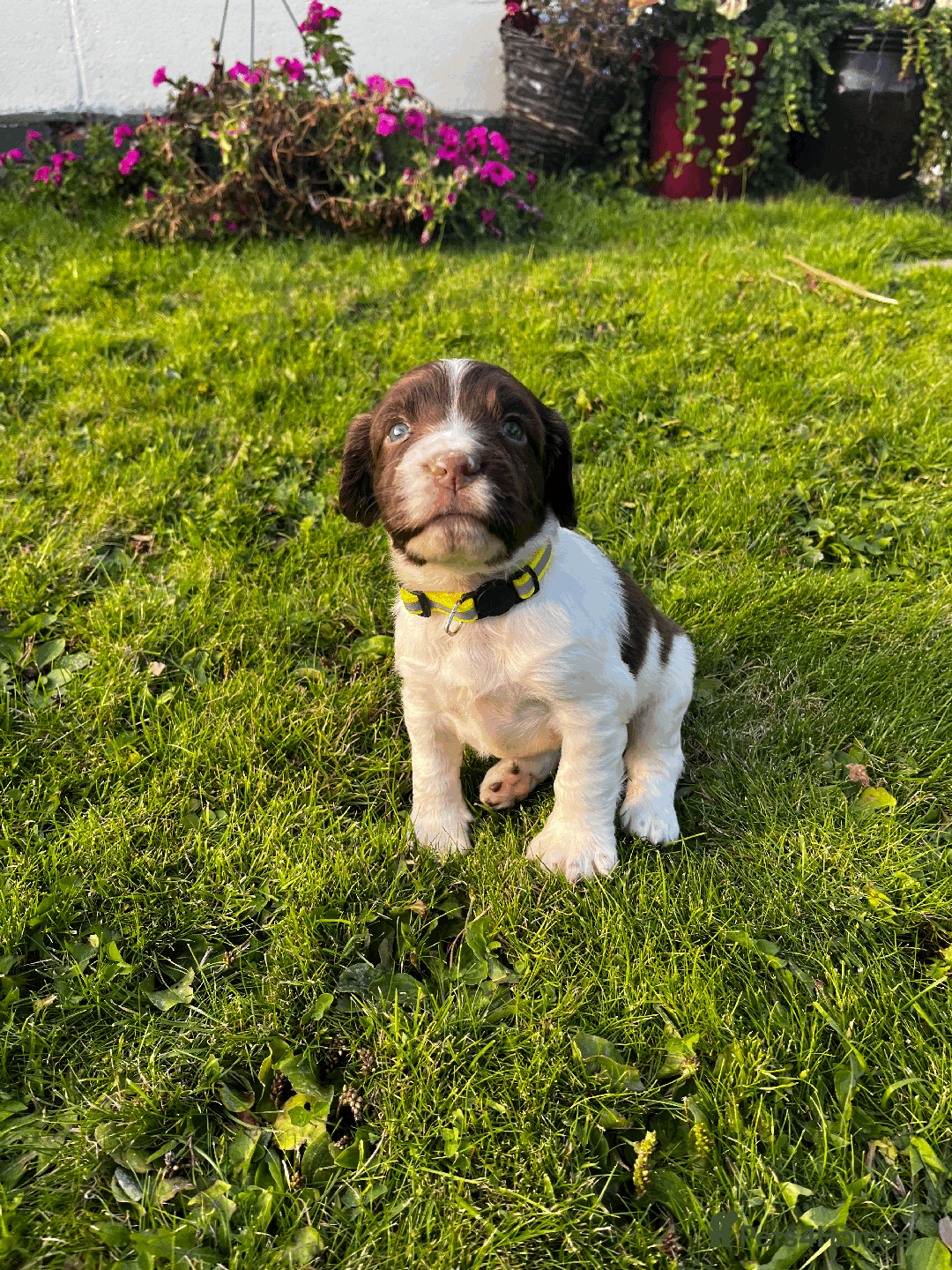 Sprocker dogs for sale: Sprocker Puppies - Image 19