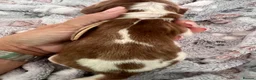 Welsh Springer Spaniel dogs for sale: KC Registered puppy girl available  - Advert 5