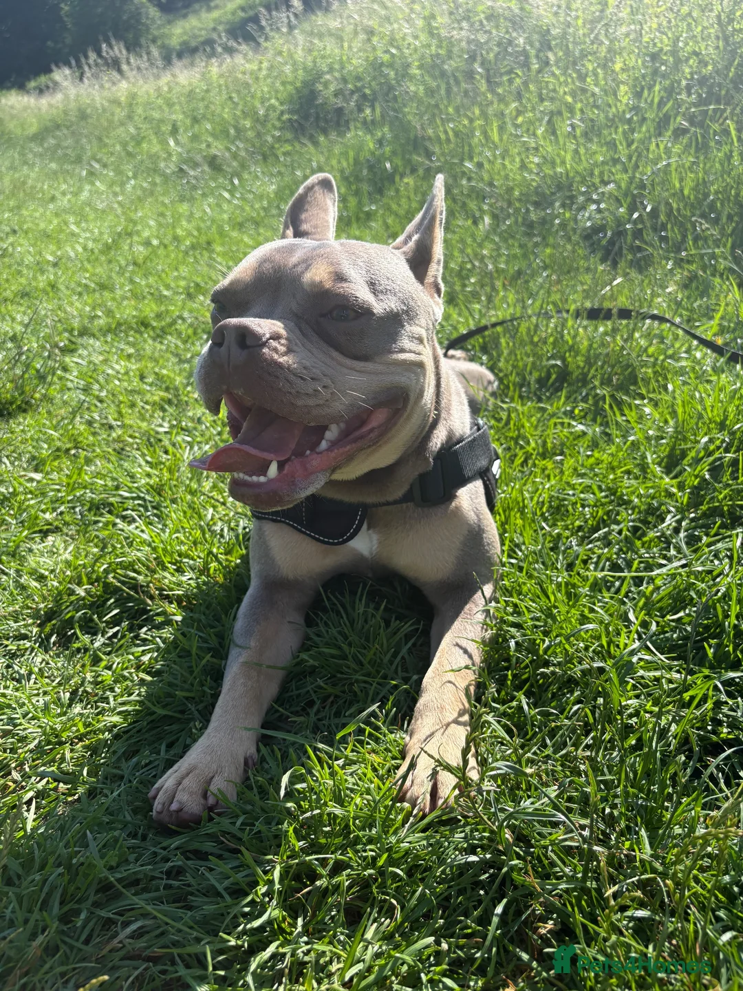 Mixed Breed dogs for sale: Reggie - Advert 2