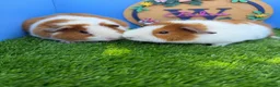 Guinea Pig rodents for sale: Teddy Guinea Pig Baby Boys Pure Bred  - Advert 1