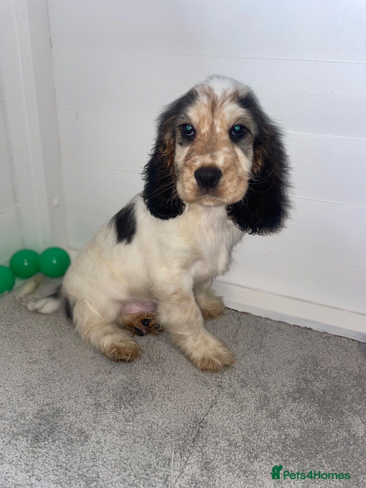 Cocker Spaniel dogs LAST TRI BOYS AVAILABLE Show type cocker spaniels! - Advert 19