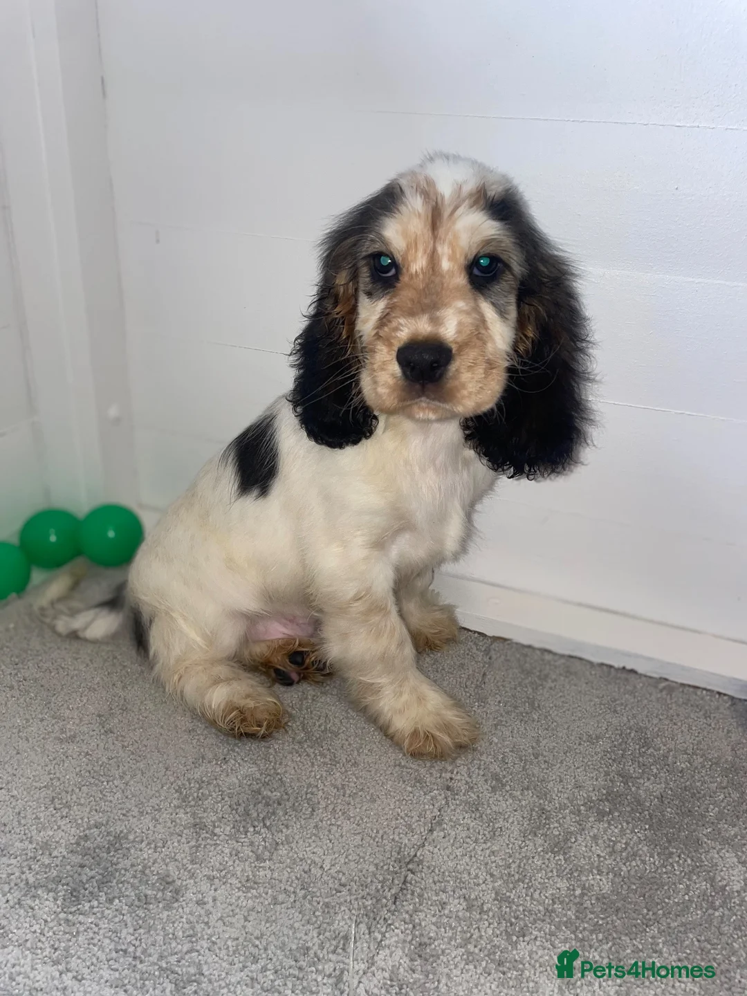 Cocker Spaniel dogs for sale: LAST TRI BOYS AVAILABLE Show type cocker spaniels! - Advert 2
