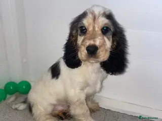 Cocker Spaniel dogs LAST TRI BOYS AVAILABLE Show type cocker spaniels! - Advert 2