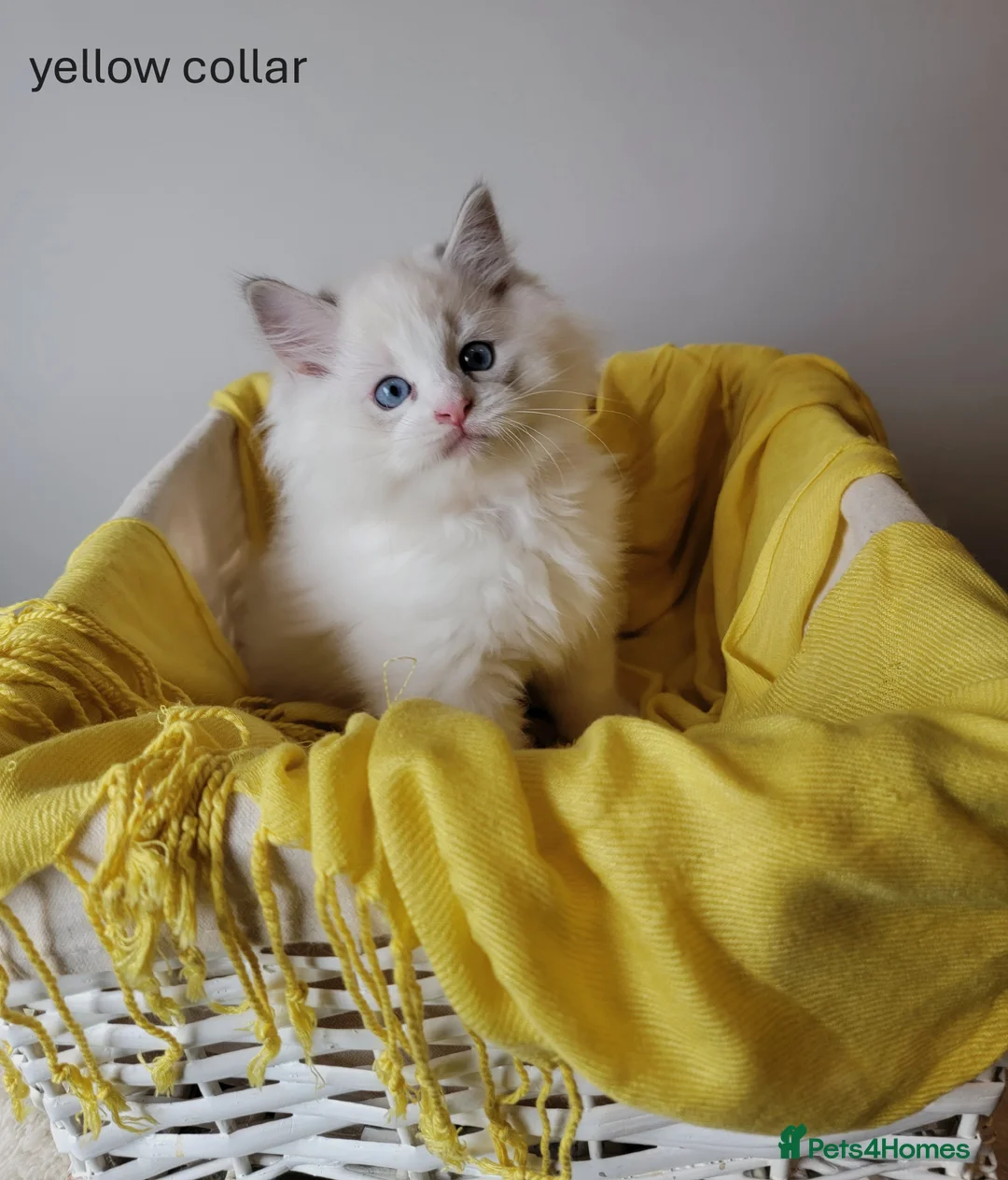 Ragdoll cats for sale: 😸Fully GCCF Certified Pedigree Ragdoll kittens💕 - Advert 9