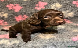 Cocker Spaniel dogs for sale: Beautiful Working Cocker Spaniel puppies - Image 9
