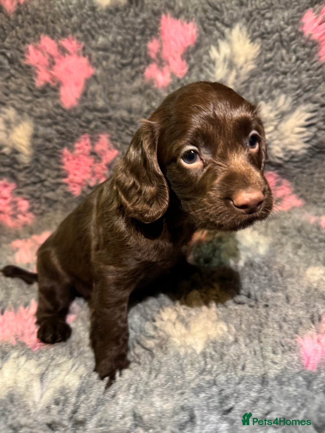 Cocker Spaniel dogs for sale: Beautiful Working Cocker Spaniel puppies - Image 9