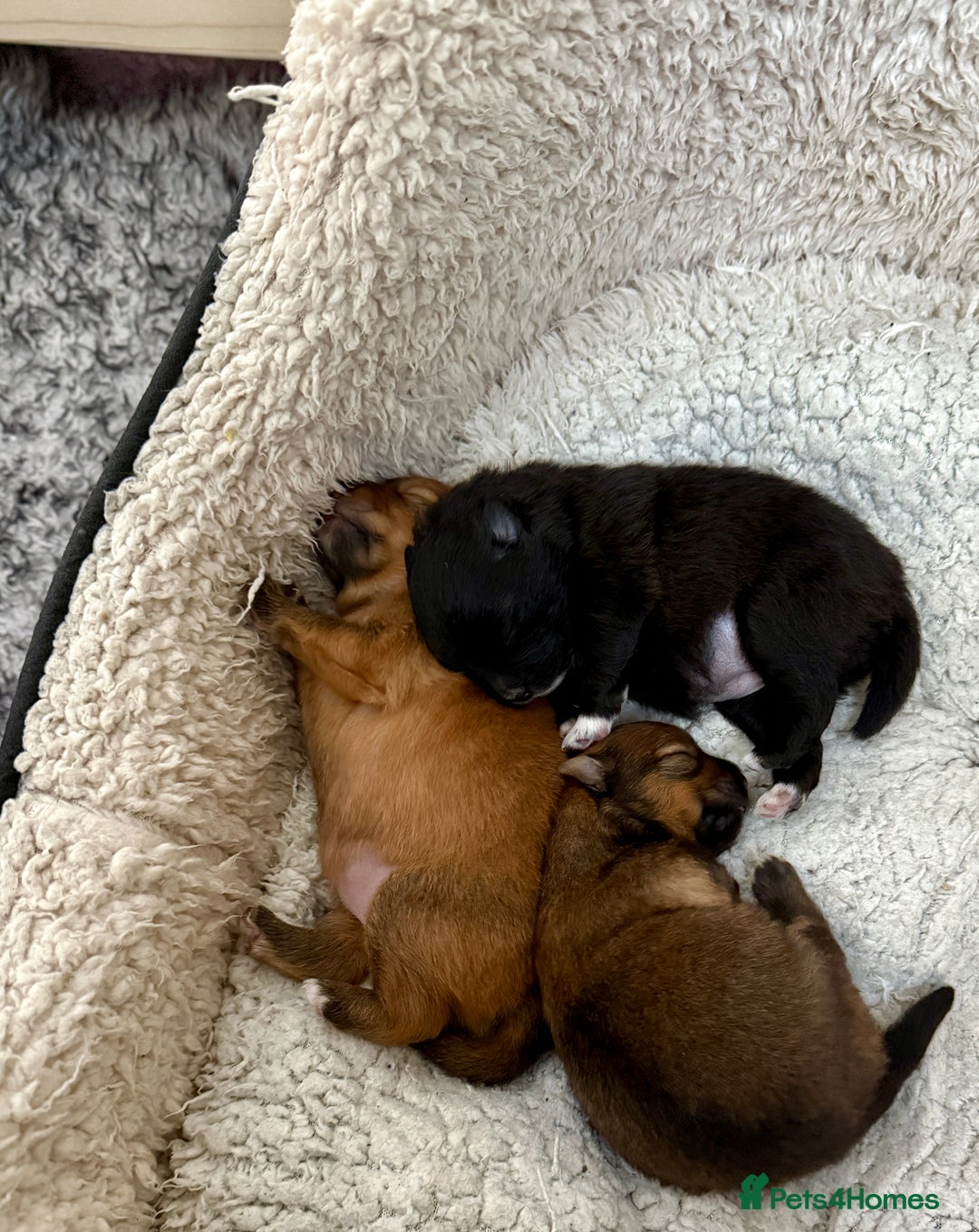 Pomeranian dogs for sale: Adorable Pomeranian puppies - ready January 25! - Advert 14