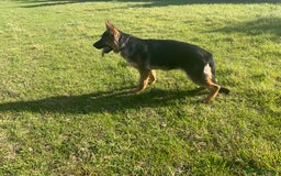 German Shepherd dogs for sale: 25 years experience breeding German Shepherds  - Image 4