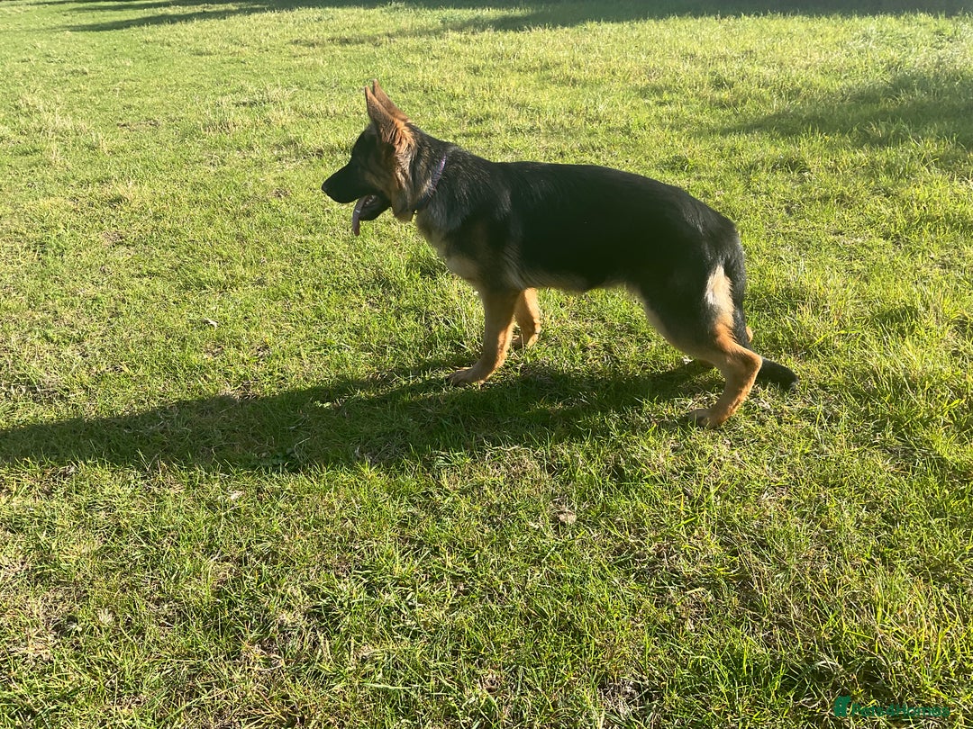 German Shepherd dogs for sale: 25 years experience breeding German Shepherds  - Image 4