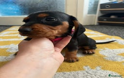 Mixed Breed dogs for sale: Docker Puppies For Sale🐶 - Image 3