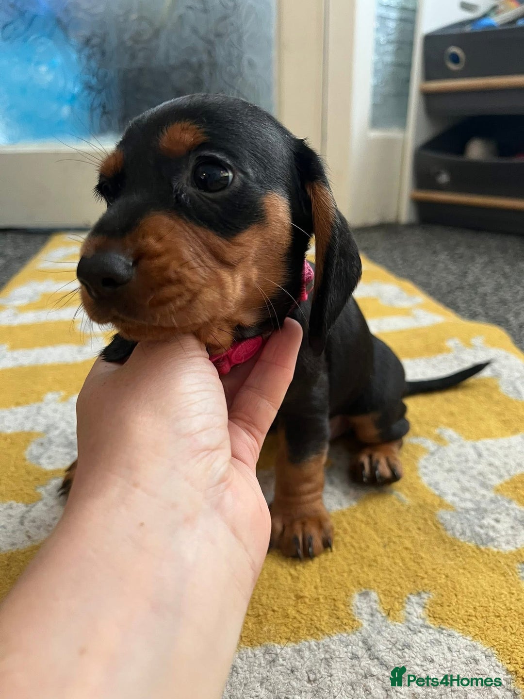 Mixed Breed dogs for sale: Docker Puppies For Sale🐶 - Image 3