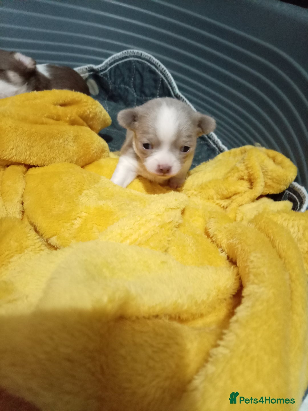 Chihuahua dogs for sale: Chihuahua puppies - Advert 15