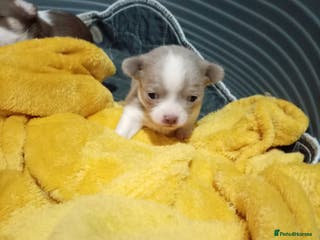 Chihuahua dogs Chihuahua puppies born 11/12/25 - Advert 6