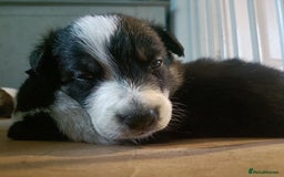 Border Collie dogs for sale: Border collie puppies  - Image 6