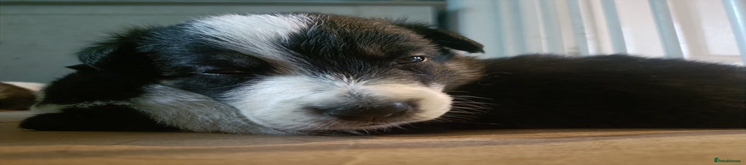 Border Collie Puppy 1