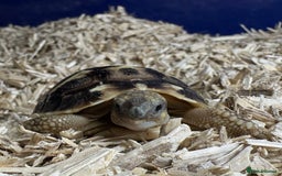 Tortoise reptiles for sale: 2025 UK Bred Western Dwarf Hermann Tortoise  - Image 5