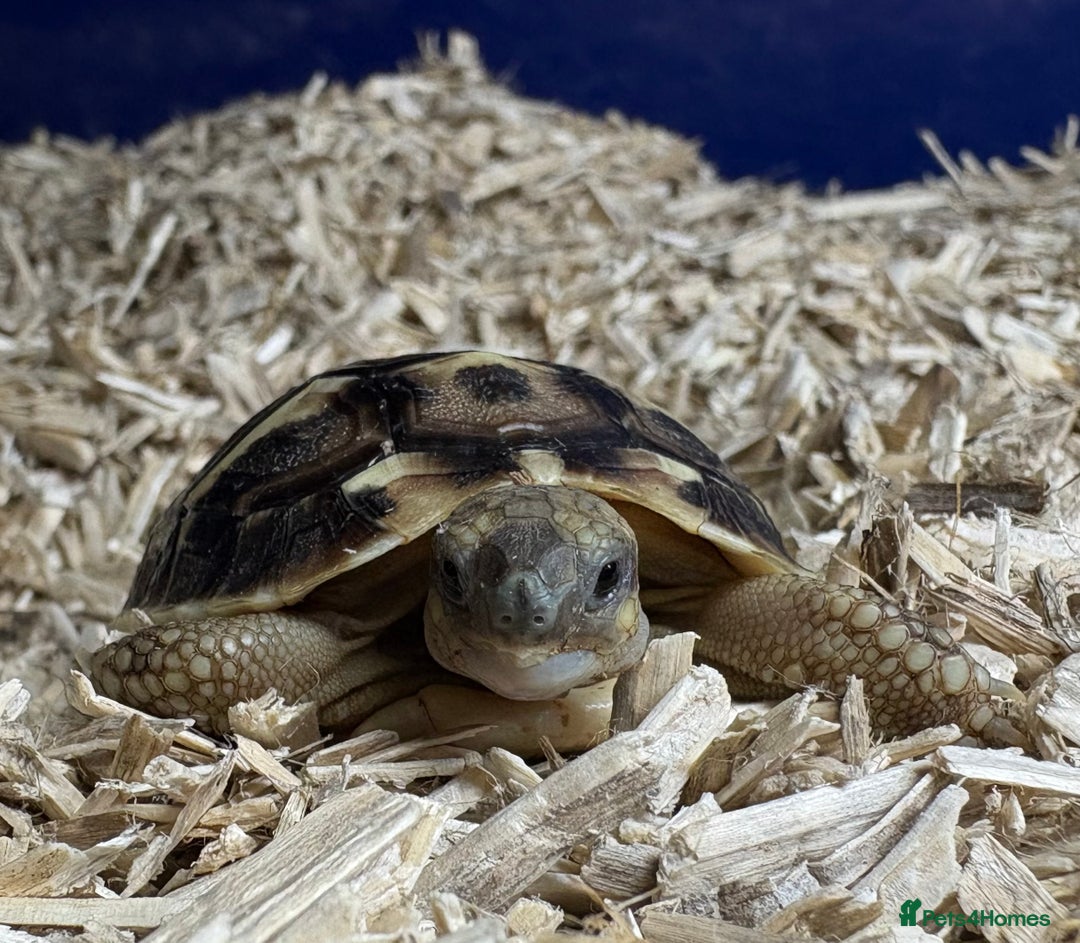 Tortoise reptiles for sale: 2025 UK Bred Western Dwarf Hermann Tortoise  - Image 5