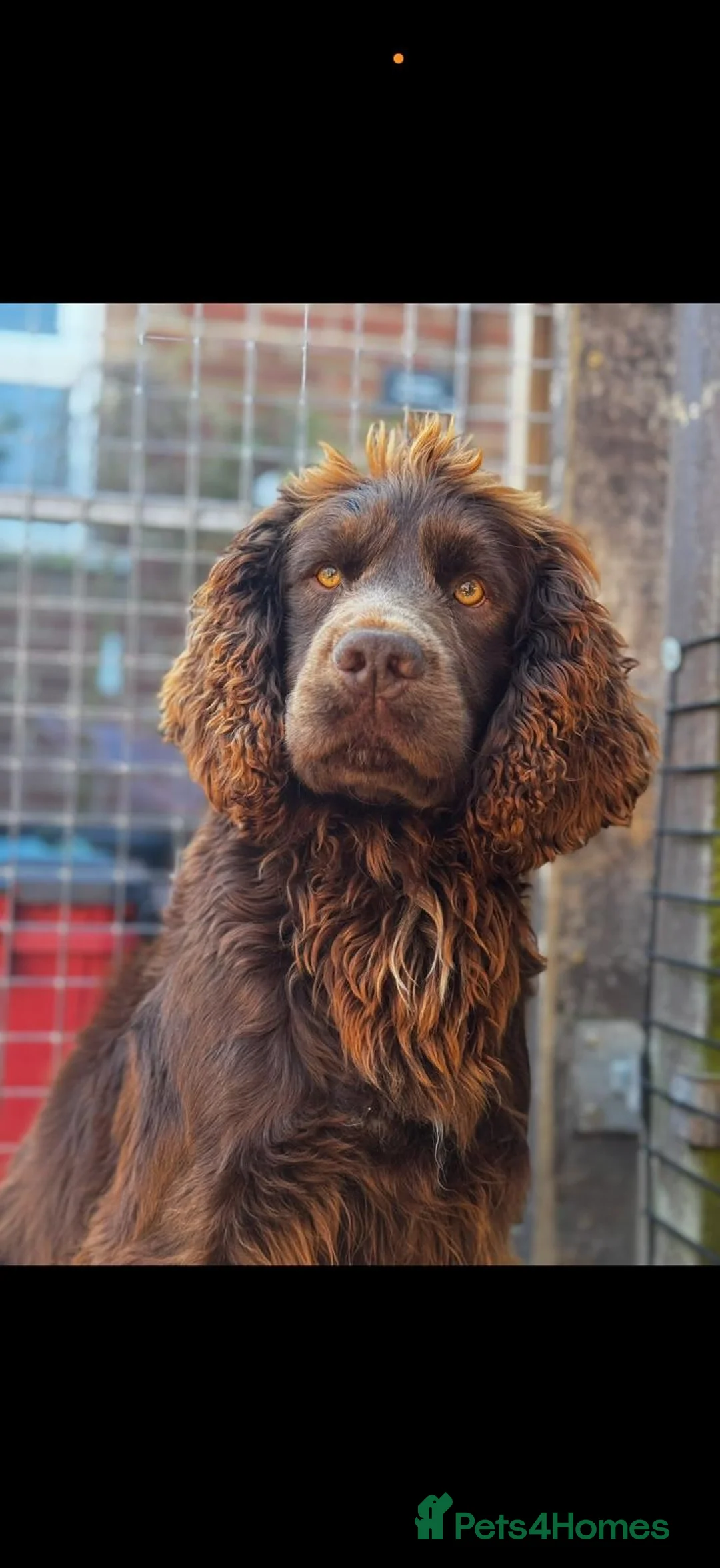 Sprocker dogs for sale: Stunning Male Puppy  - Advert 3