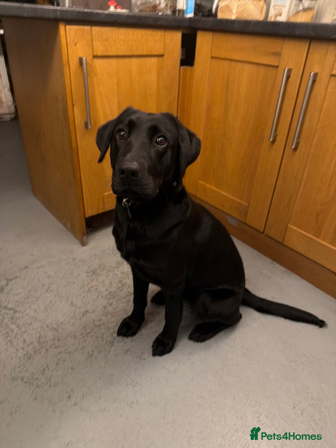 Labrador Retriever dogs for sale: Pepper - Advert 5