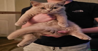 British Shorthair cats - Advert 6