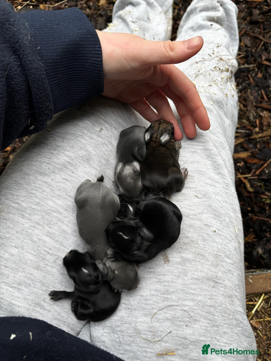 Netherland Dwarf rabbits for sale: Pure neverland dwarf rabbits  - Advert 9