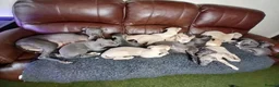 Whippet dogs for sale: High Quality Whippet pups Crufts - Advert 29