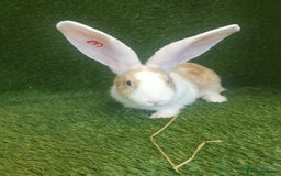 Continental Giant rabbits for sale: Beautiful white eared yellow continental giants  - Image 11