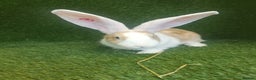 Continental Giant rabbits for sale: Beautiful white eared yellow continental giants  - Advert 11