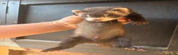 Ferret rodents for sale: 6 male ferrets  - Advert 4