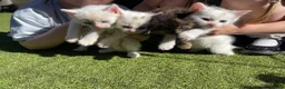 Mixed Breed cats for sale: 💕 beautiful kittens available 💕 - Advert 5