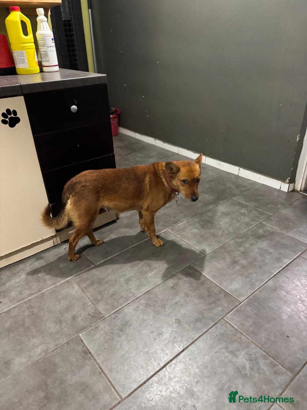 Mixed Breed dogs for adoption: Sweet Poppy Looking For LOVE - Advert 13