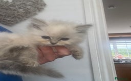 Ragdoll cats for sale: Champion bloodlines Ready for their loving homes - Image 15