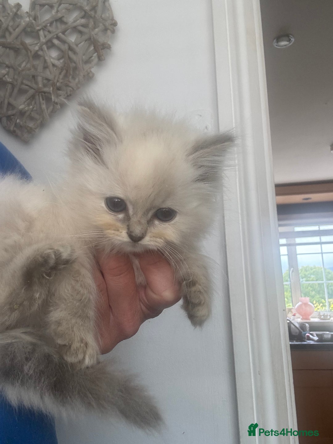 Ragdoll cats for sale: Champion bloodlines Ready for their loving homes - Image 15