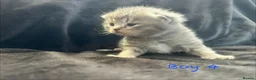 Scottish Fold cats for sale: Scottish fold kittens-Both parents TICA registered - Advert 8