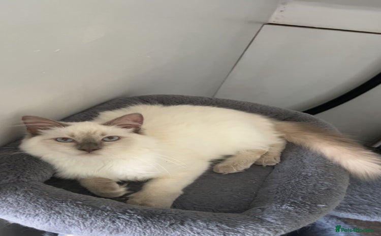 Ragdoll cats in Ashbourne - Advert 5