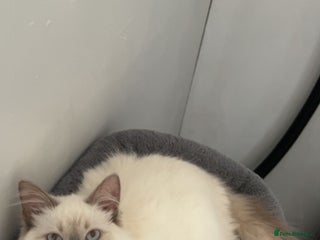 Ragdoll cats Stunning Gccf or Active Registered Ragdoll Kittens in Ashbourne - Advert 2
