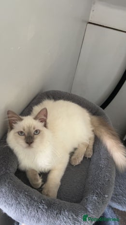 Ragdoll cats in Ashbourne - Advert 1