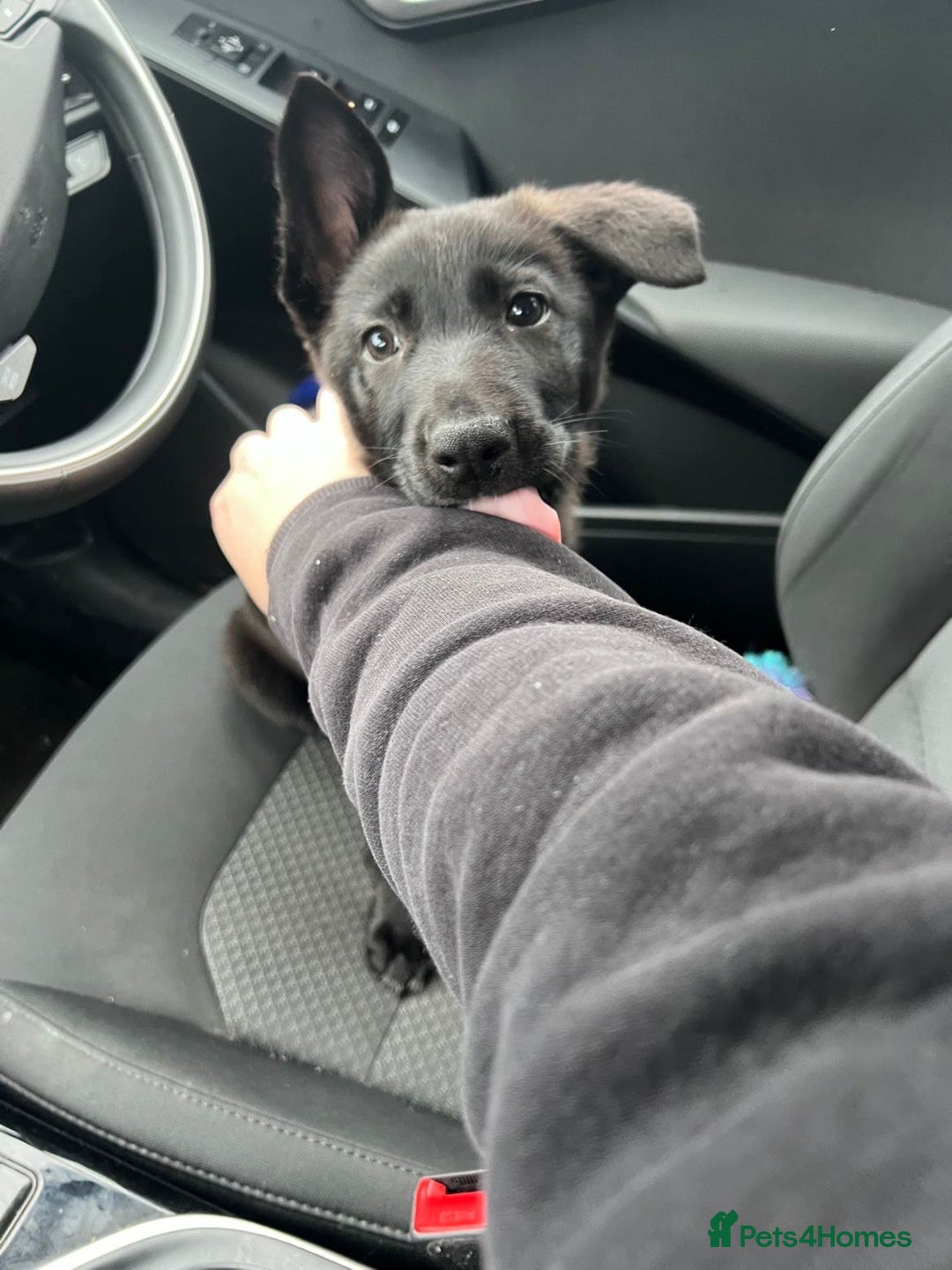 German Shepherd dogs for sale: Black and grey female german shepherd  - Advert 7