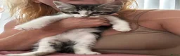Mixed Breed cats for sale: Healthy and playful kittens for good homes in Chichester - Advert 4