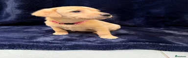 Labrador Retriever Puppy 5