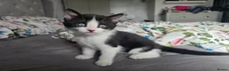 Mixed Breed cats for sale: 2 adorable black and white kittens - Advert 5