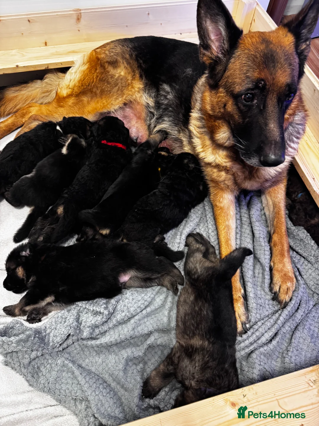 German Shepherd dogs for sale: Beautiful German Shepherd Puppies in King's Lynn - Advert 1