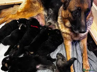 German Shepherd dogs Beautiful German Shepherd Puppies - Advert 2