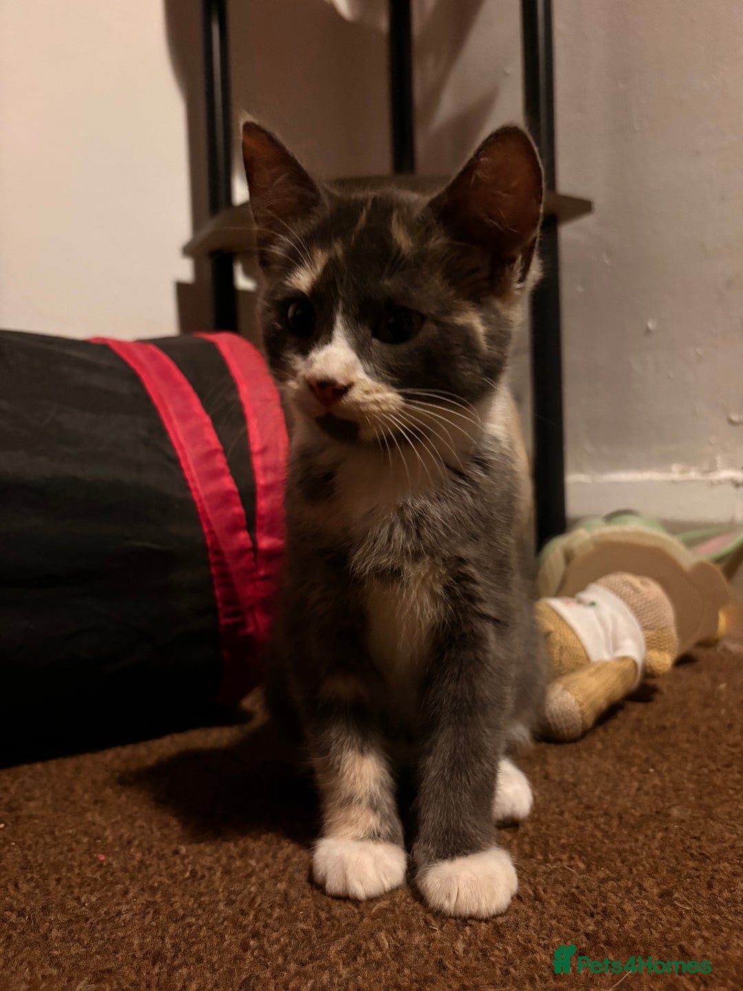 Mixed Breed cats for sale: Sphynx Varient Kittens - Advert 4