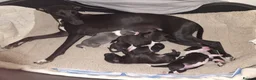 Mixed Breed dogs for sale: Bedlington Whippets in Abergavenny - Advert 5