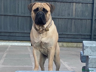 Bullmastiff dogs in Leicester - Advert 2